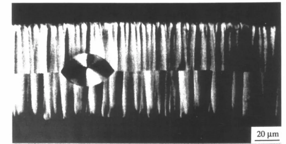Figure 24: Transcristallinité en bordure supérieure et inférieure d'un film polyamide 66