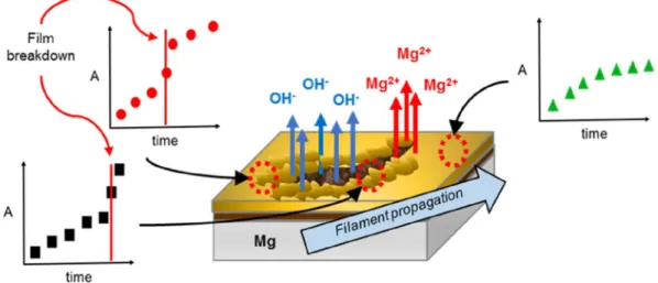 Fig. 6. Schematic representation of Mg(OH) 2  growth in Cl -  containing solution around filament and in intact 