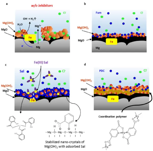 Fig. 12. Schematic representation of Mg reactivity in absence of inhibitors (a) and Mg corrosion inhibition  mechanisms for (b) fumarate – physical adsorption, (c) salicylate – dissolution of Fe-rich inclusions and  stabilization  of  Mg(OH) 2   crystals  