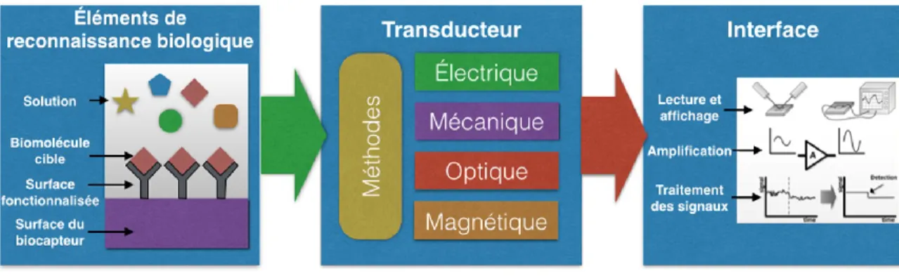 Figure 2.1. Composantes d'un biocapteur 