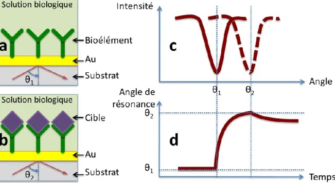 Figure 2.3. Principe du biocapteur SPR 