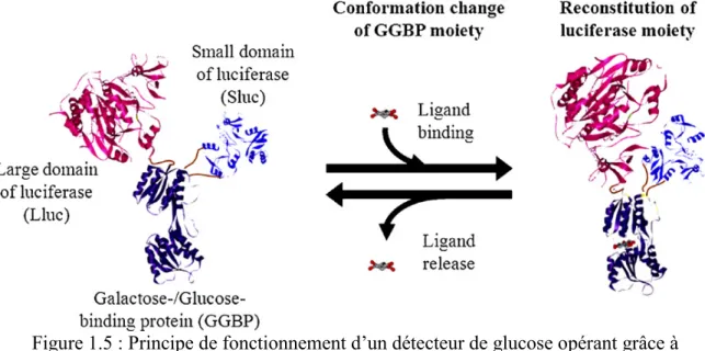 Figure 1.5 : Principe de fonctionnement d’un détecteur de glucose opérant grâce à  l’utilisation de la GGBP et de la luciférase.[Taneoka et al