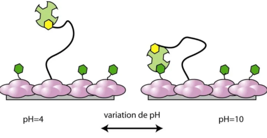 Figure 1.16 : Schéma de la construction répondant au pH réalisée à partir de BSA (en  mauve) modifiée par la 2-iminobiotine (hexagone vert) et la laisse comprenant la biotine 
