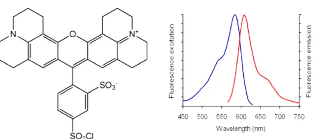 Figure 1.27 : a) structure de la molécule du TexasRed  et son b) spectre d’absorption (bleu)  et d’émission (rouge) (source [Invitrogen 2012a])
