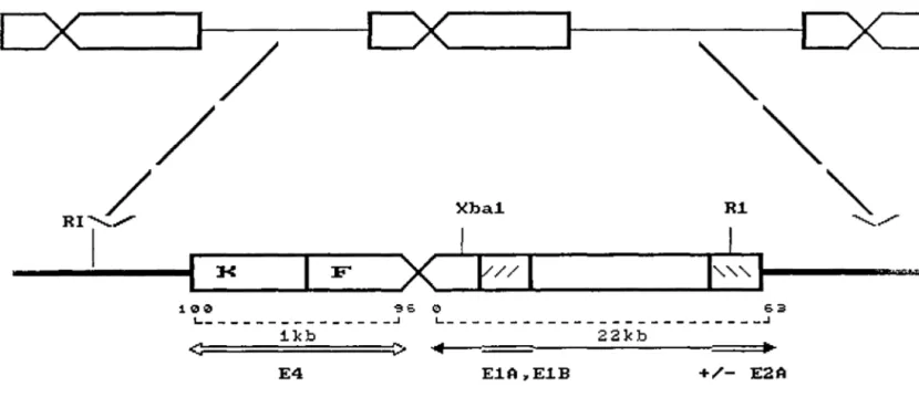 FIGURE  1:  Map  of  the  Ad2  genome  integrated  in  F4  cells  (Tooze,  1981) . 