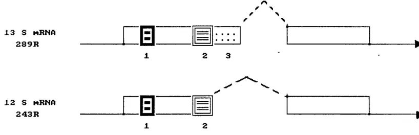 FIGURE  J...i..  The  functional  demains  of  the  ElA  proteins  (Moran  and  Mathews,  1987)