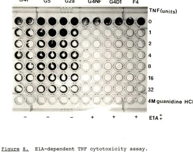 Figure  .§....:..  ElA-dependent  TNF  cytotoxicity  assay. 