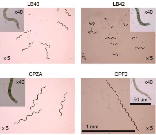Figure 2-2 Image microscopique optique LB40 : Arthrospira platensis d’eau douce,  LB42 : A