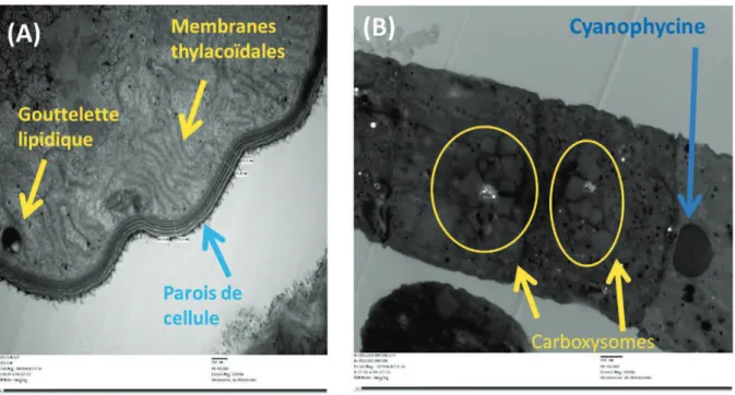 Figure 2-4 Image de la microscopie électronique à transmission (MET) sur  l’ultrastructure de CPZA (Arthrospira platensis) : entre autres, des membranes  thylacoïdales, les parois de cellule et une goutelette lipidique sont visibles en coupe 