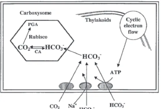 Figure 2-6 Schème de la concentration de CO2 dans une cyanobactérie. PGA : 3- 3-phophoglyceric acide (tiré de Moroney and Somanchi 1999) 