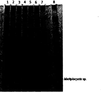 Figure 4.8: DGGE gel of the PCR products representative of the bacterial community at  different NH 4+  concentrations