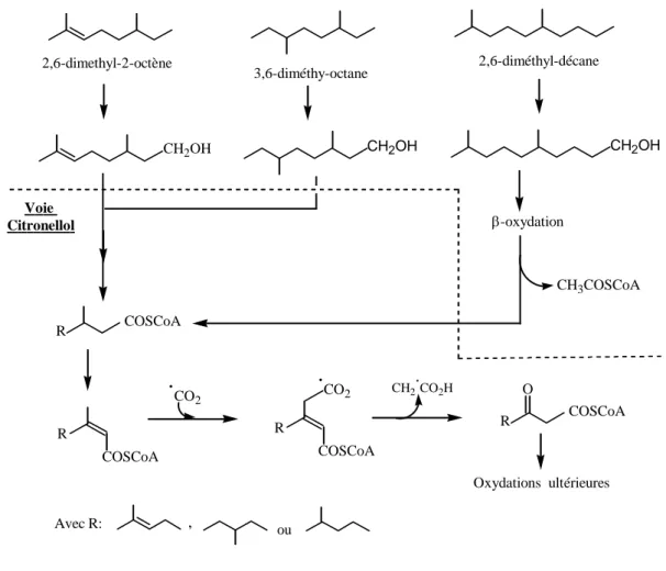 Figure I.10. Voies métaboliques de la dégradation des hydrocarbures ramifiés par 