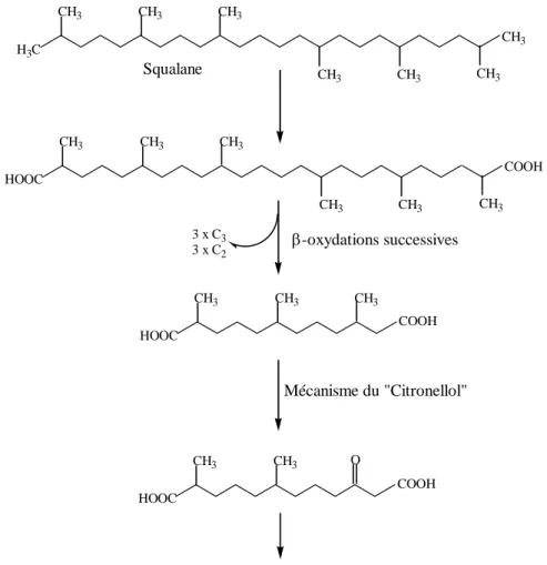 Figure I.12. Voie métabolique de la dégradation du squalane par Mycobacterium fortuitum et 