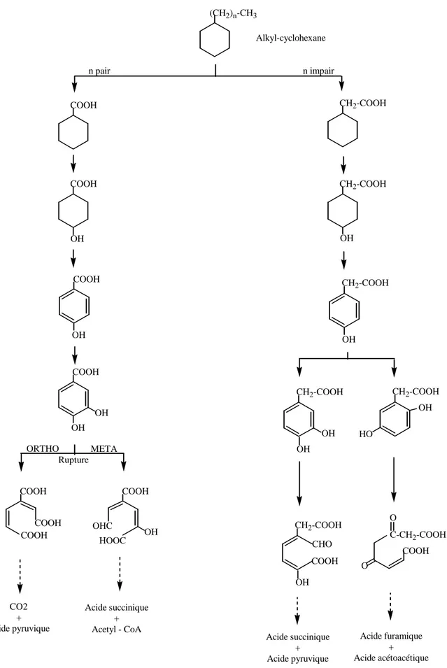 Figure I.15. Voies métaboliques de la dégradation des alkyl-cyclohexanes (Bertrand et Mille, 