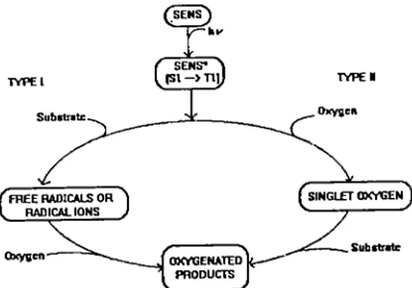 Figure 8. Mechanisms of photodynamic action.