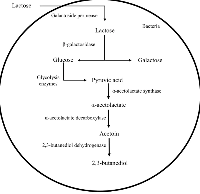 Figure  2.3:  Representation  of  the  metabolic  pathway  from  lactose  to  2,3-butanediol
