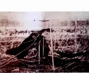 Fig.  6  Cheval  en  fil  de  fer  barbelé ,  1914-1918 ,  Pren1ière  Guerre  1nondiale , 