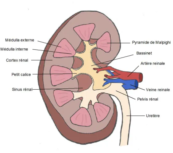 Figure 1 : Représentation schématique de l'anatomie du rein 