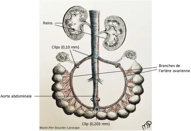 Figure 10 : Schématisation de l’unité placentaire d’une rate 