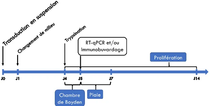 Figure 5 : Schématisation des étapes du plan expérimental utilisé pour mesurer l’impact  de la déplétion de LRH-1 sur les cellules