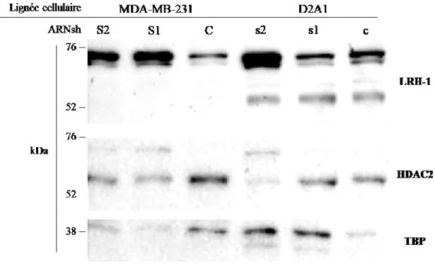 Figure 13 : Immunobuvardage de LRH-1 des cellules cancéreuses déplétées ou non pour  LRH-1