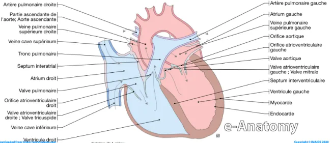 Figure  1 :  Schéma  d’une  coupe  d’un  cœur.  La  partie  sur  la  gauche  représente  les  veines  caves,  l’oreillette droite, le ventricule droit et les veines pulmonaires