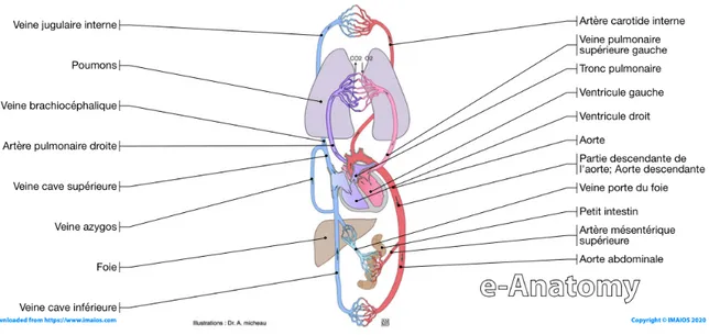 Figure 2 : Schéma de la circulation sanguine dans le corps. Le coté bleu correspond au sang pauvre  en  oxygène  et  le  coté  rouge  correspond  au  sang  riche  en  oxygène