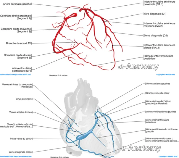 Figure 3 : Schémas du réseau des artères coronaires (en-haut en rouge) et des veines coronaires (en- (en-bas en bleu)