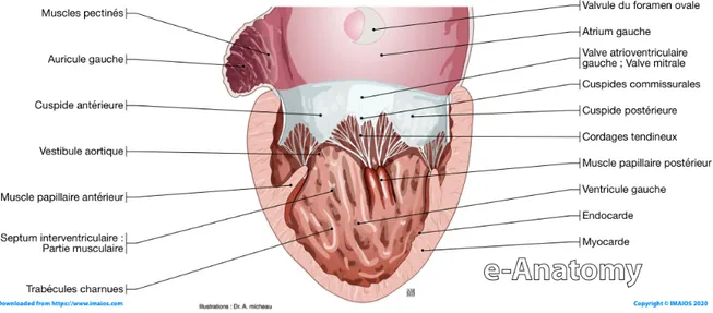 Figure 4 : Schéma d’une coupe de l’oreillette gauche et du ventricule gauche mettant en évidence les  structures  anatomiques  des  valvules,  cordages  et  muscles  papillaires