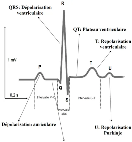 Figure 7 : Représentation graphique d’un ECG normal. Tiré du Pr. Jean-Yves Le Guennec, Inserm  U1046 - CNRS UMR 9214 UMontpellier, France