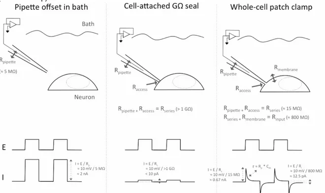 Figure  9 :  Schéma  représentant  les  3  étapes  de  la  configuration  cellule  entière