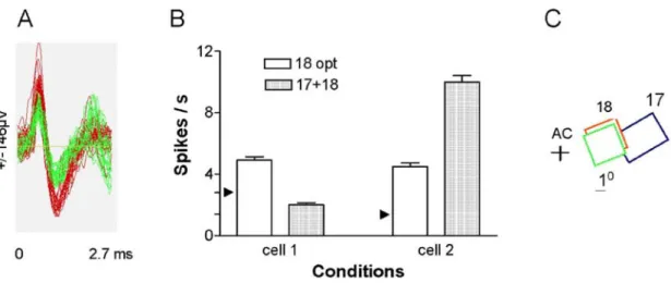 Figure 4. Neighbouring cells behave differently. Two neurons are sorted out from the same tip of the recording electrode  positioned in area 18 of the cat