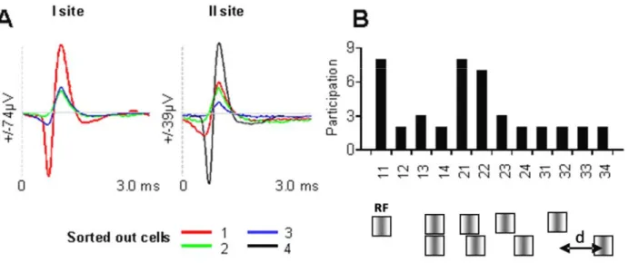 Figure 5. Synchronization is selective to image properties. In A, action potentials are sorted out from two sites in the visual  cortex (distance ~400 microns)