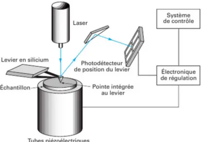 Figure 2.11 – Schéma de principe du microscope à force atomique ( source : Techniques de