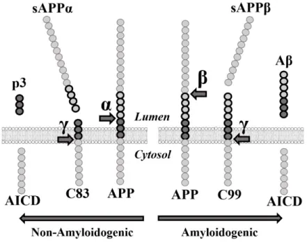 Figure 2. Métabolisme protéolytique de la protéine APP 