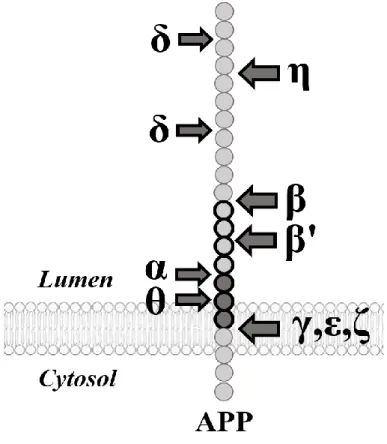 Figure 3. Clivages globaux de la protéine APP. 
