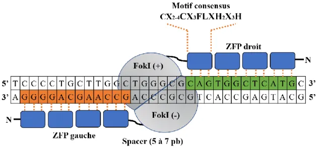 Figure 5. Structure d’un dimère de ZFN. 