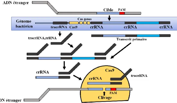 Figure 7. Description du mécanisme du système CRISPR de type II