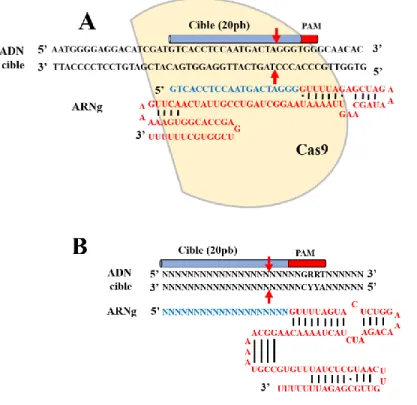 Figure 8. Représentation schématique de CRISPR/SpCas9 
