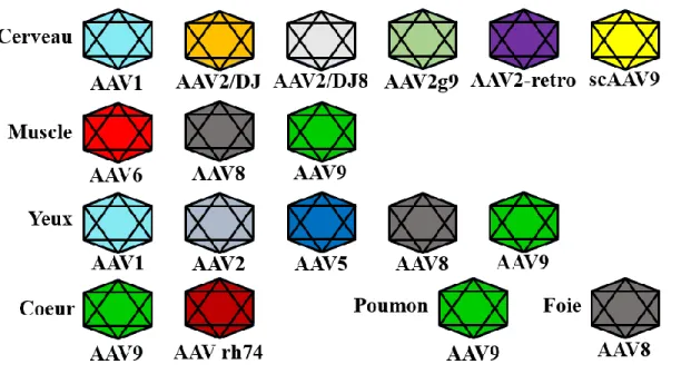 Figure 10. Les sérotypes d’AAV et leurs tropismes 