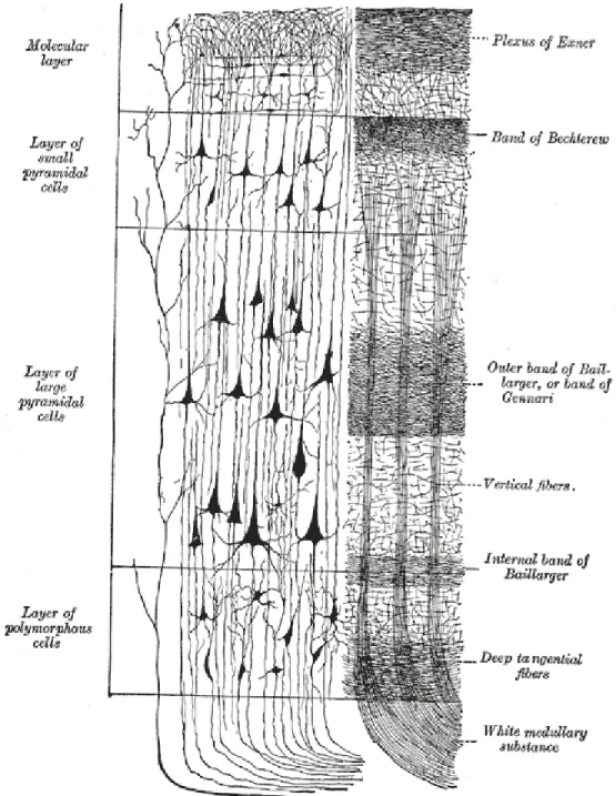 Figure 1 : Layers of the cerebral cortex 