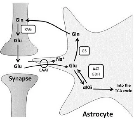 Illustration  of  glutamate  recycling  of  via  glutamine  by  astrocytes  and  the  subsequent  reuptake  by  neurons