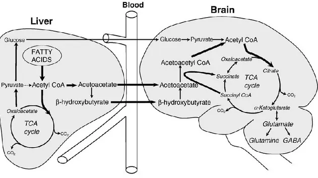 Illustration  of  ketone  production  by  the  liver  and  subsequent  transport  to  the  brain  to  be  used as an energetic substrate