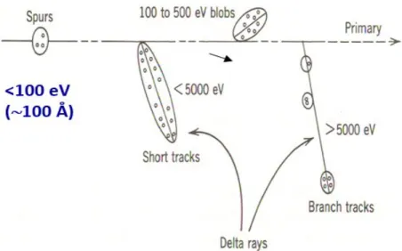 Figure 2.1 Track structure entities classified as spurs (spherical entities, up to 100 eV),  blobs (spherical or ellipsoidal, 100-500 eV), and short tracks (cylindrical, 500  eV-5  keV)  for  a  primary  high  energy  electron  (not  to  scale)  ( Adapted 