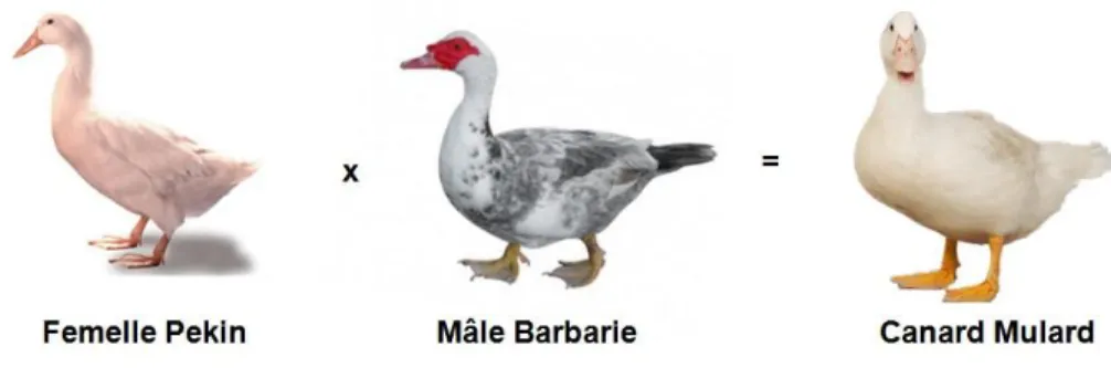Figure 1: Obtention d'un canard Mulard par croisement (selon rougie.ca) 