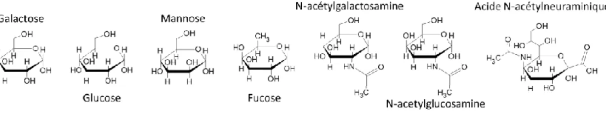 Figure 3 : Formes α-pyranosiques (hétérocycle hémiacétal à 6 atomes) des monosaccharides usuellement  rencontrés dans les glycanes des mammifères