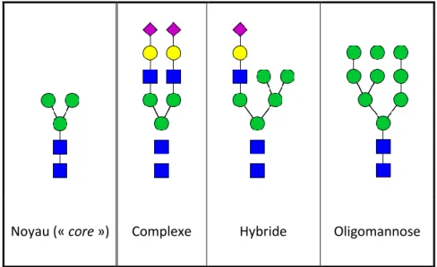 Figure 4 : N-glycosylation, représentations SNFG du noyau (ou « core ») commun aux N-glycanes et  des trois familles de N-glycanes