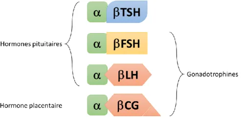Figure 8 : Les glycoprotéines TSH, FSH, LH et CG. 