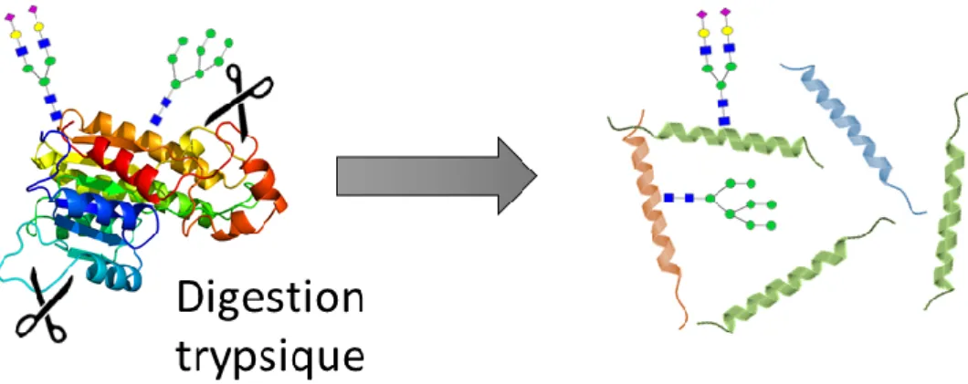Figure 24 : La digestion d’une glycoprotéine par une protéase (par exemple, la trypsine) produit un  mélange de peptides modifiés ou non