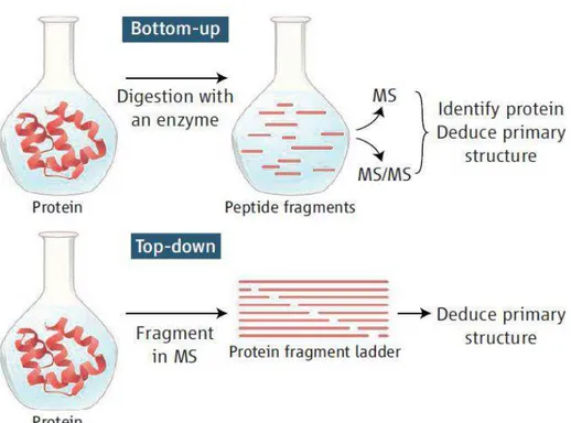 Figure 3 : Les deux principales approches en analyse des protéines par spectrométrie de masse 